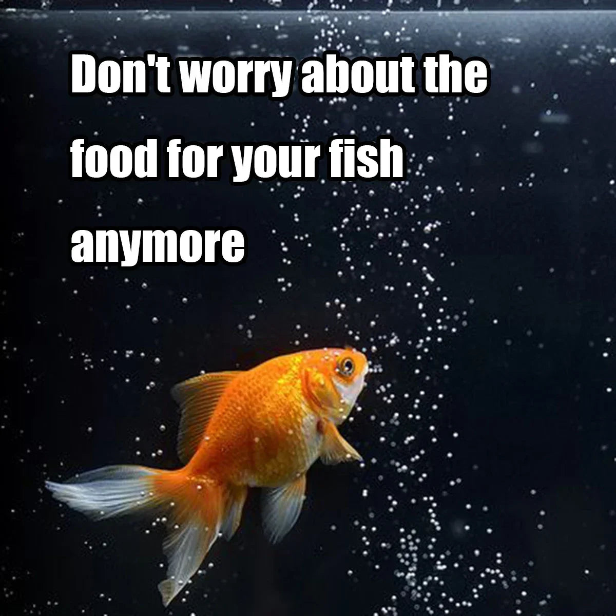 Automatic Aquarium Fish Feeder – 100ml