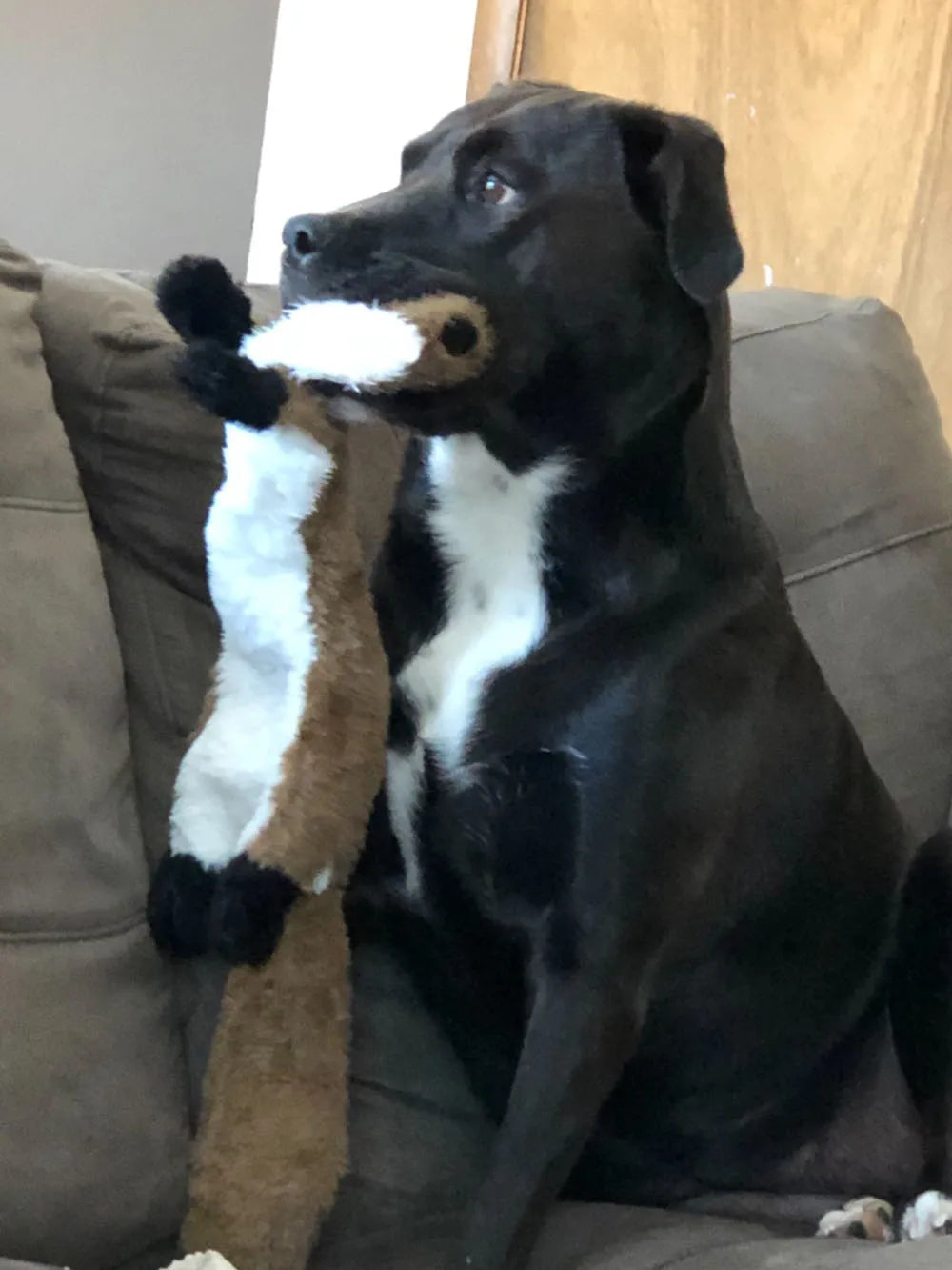 πΆ Interactive Plush Toy