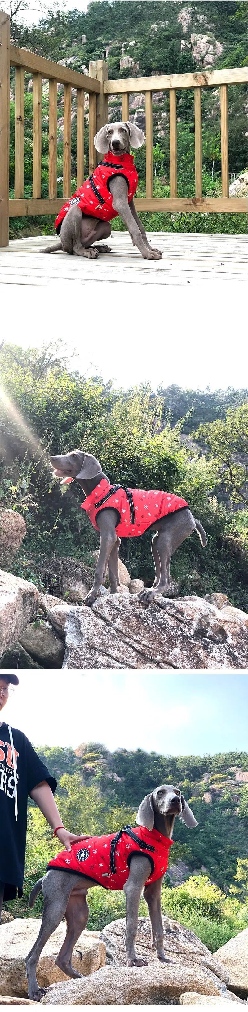 ❄️ Waterproof Dog Winter Coat
